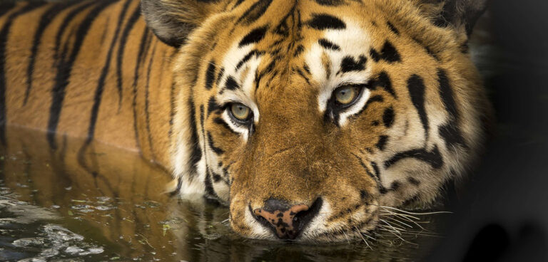 divieto animali nei circhi