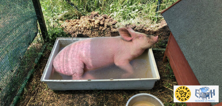 la maialina Babe fa il bagno