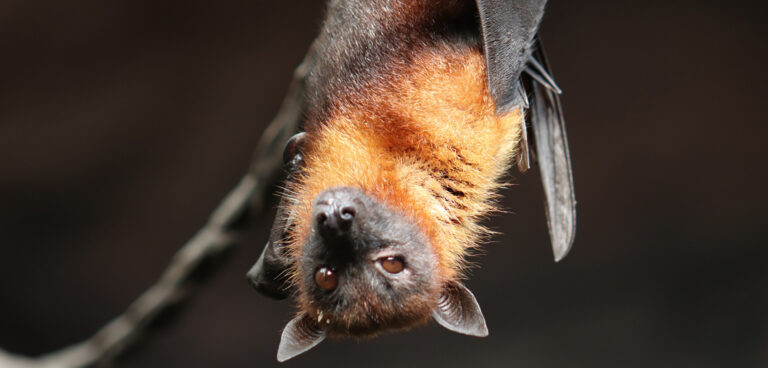 pipistrello