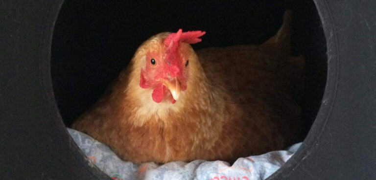 Paramita, la gallina felice che rende felici paramita la gallina