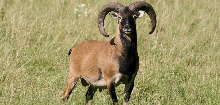 Mufloni, Isola del Giglio: abbattimenti sospesi ma non revocati per sempre